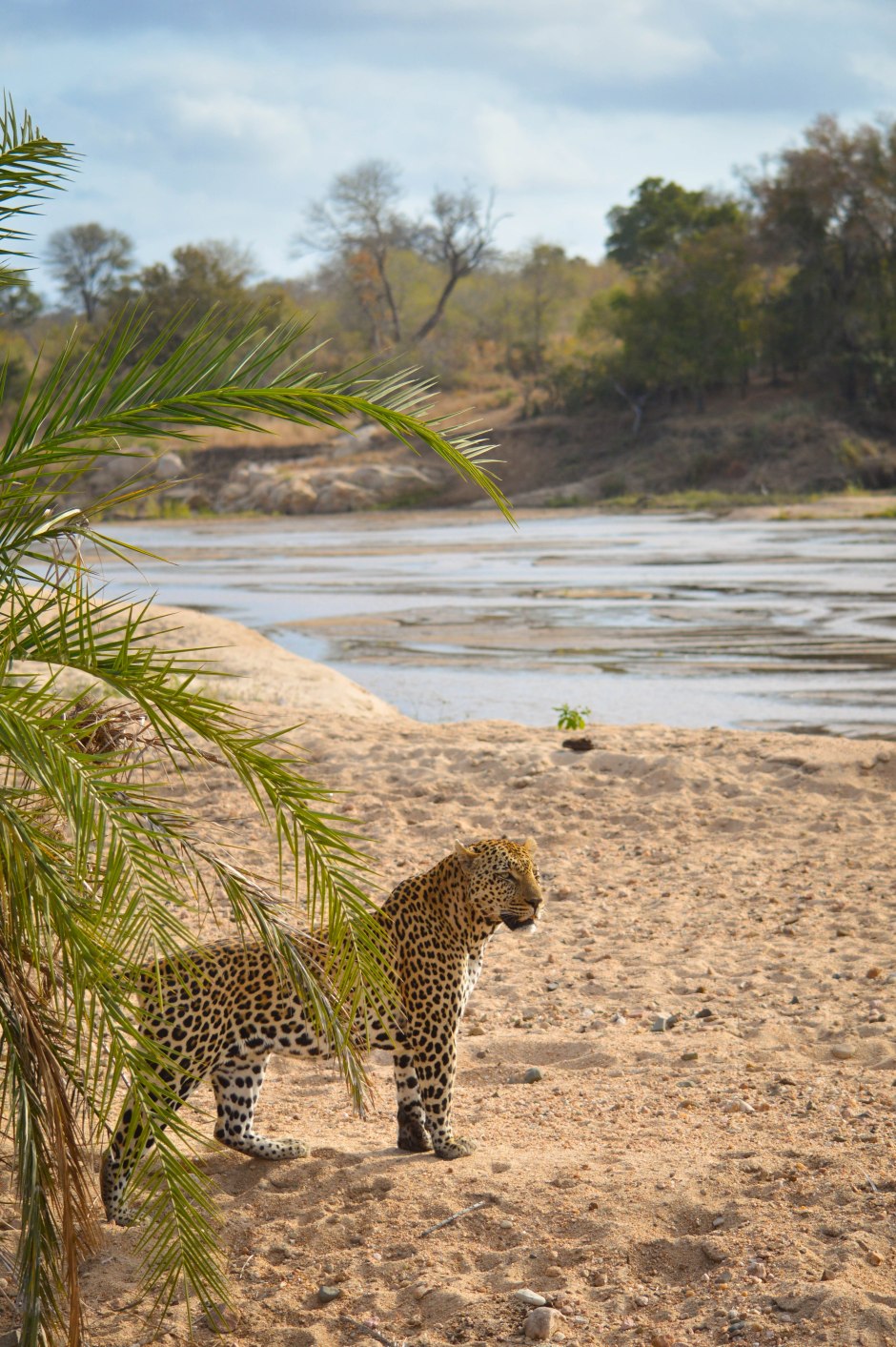 A male leopard pauses before making a river crossing. Sabi Sands Preserve, South Africa, June 2015