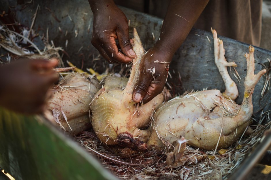 Swazi women pluck just-slaughtered chickens in a wheelbarrow. Swaziland, June 2015.