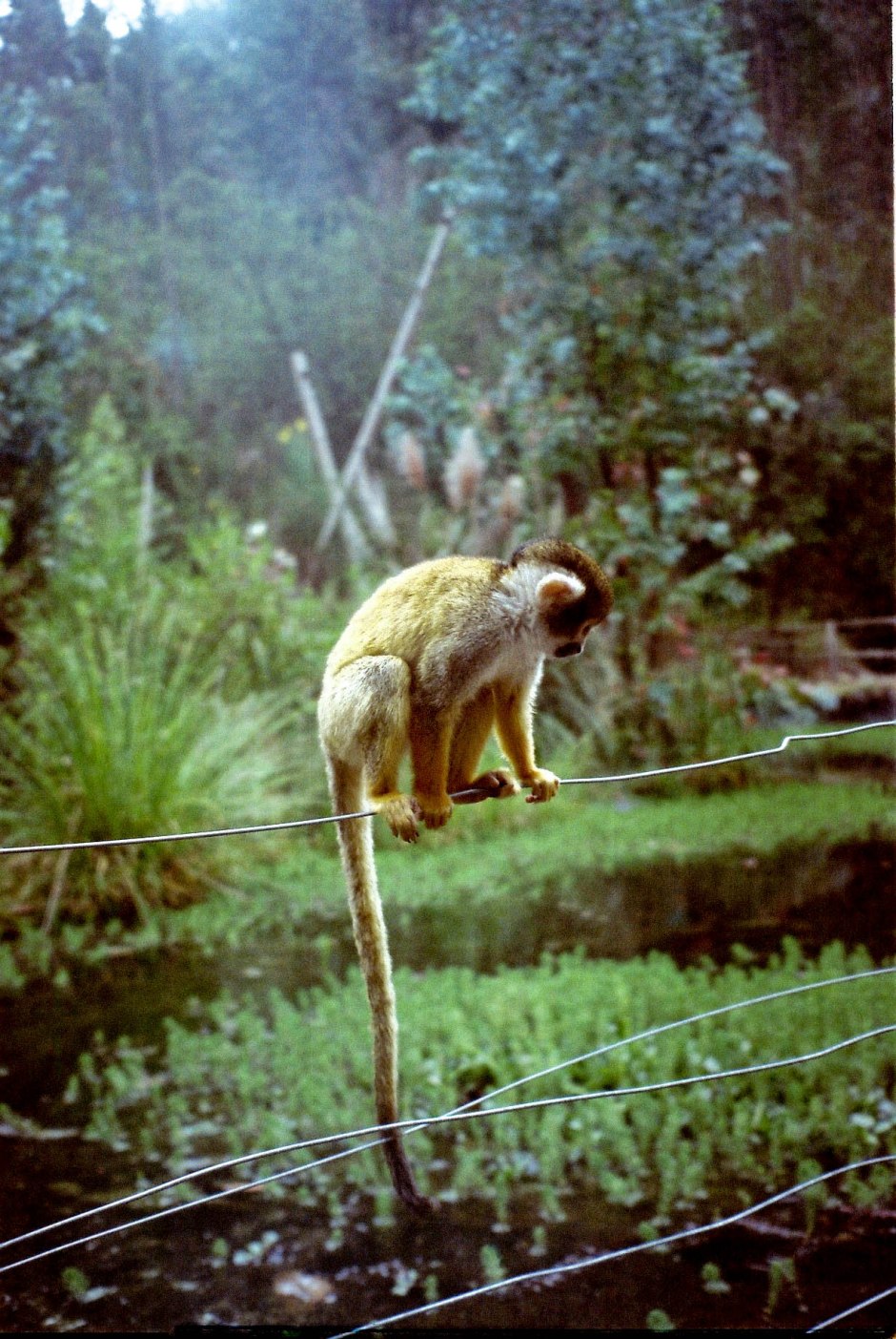 A lone monkey sits in one of the many wide-open spaces of Zoológico Amaru. Every week we were surrounded by wild animals and endangered species as we hiked through the bio park/conservatory to get to our biology class labs. Cuenca, Ecuador. 