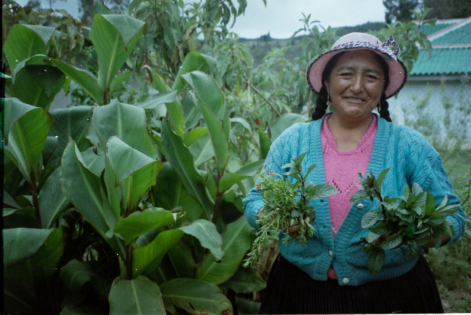 Señora Florinda harvesting the herbs cedrón, yerba buena negra, y paico in preparation for making an aguita (tea). Chilca Totora, Ecuador.