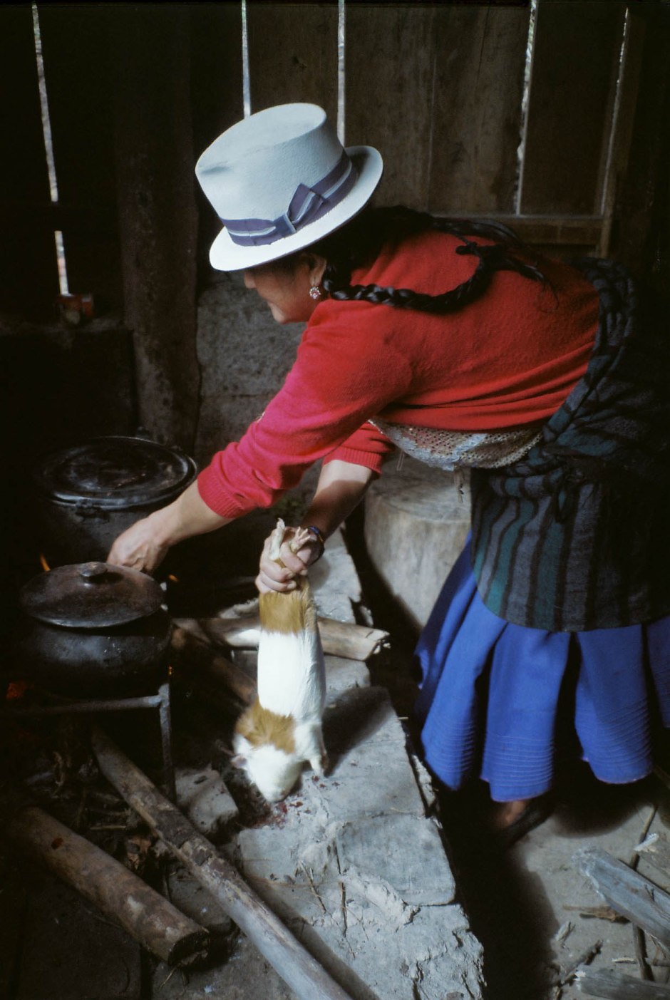 A compañera del campo (companion of the countryside) drains the blood out of a cuy (guinea pig) in preparation for cooking. Chilca Totora, Ecuador.