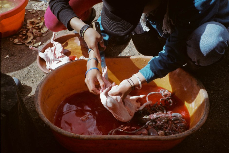 Younger family members pitch in to help eviscerate and clean the cuy warning us to be careful not to break the gall bladder. Chilca Totora, Ecuador. 