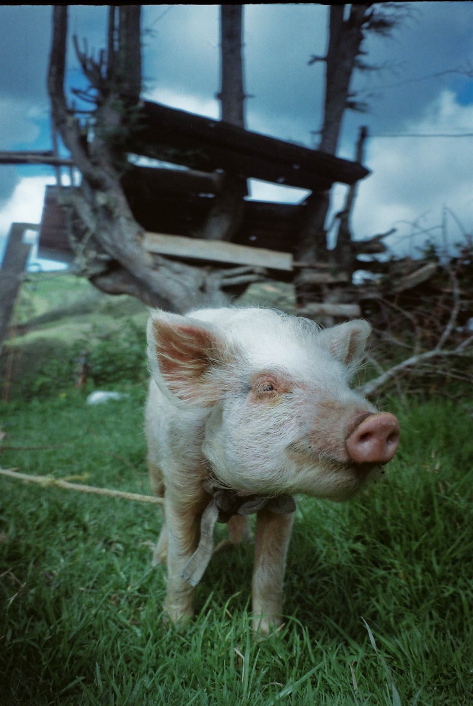 Chancho, cerdo, amigo. Chilca Totora, Ecuador.