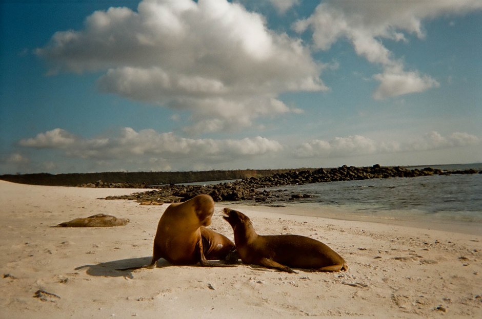 Sea lions play like siblings. Galapagos Islands, Ecuador.